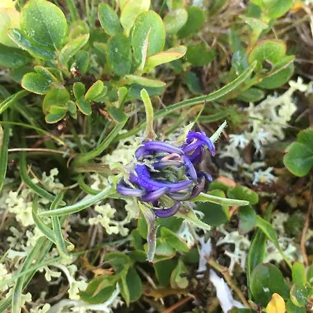 Kernmayerhuette * Hochrindl